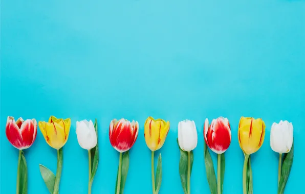 Flowers, colorful, tulips, fresh, flowers, tulips, spring