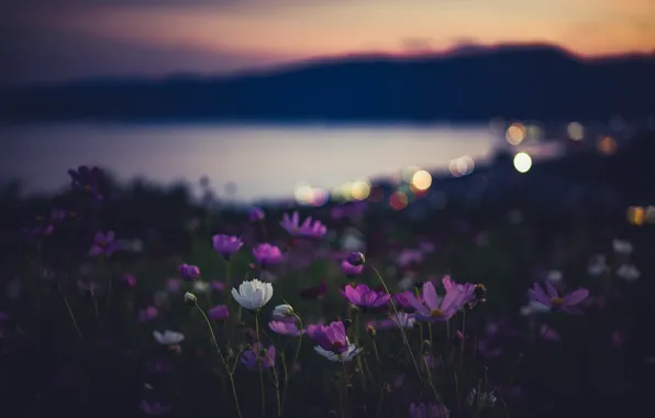 Picture flowers, night, nature