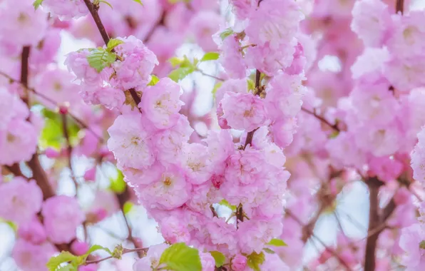 Cherry, Sakura, flowering, blossom, background, sakura, cherry, japanese