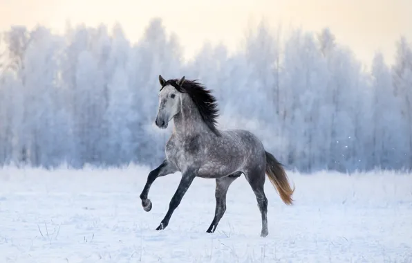 White, snow, horse, white horse, appaloosa