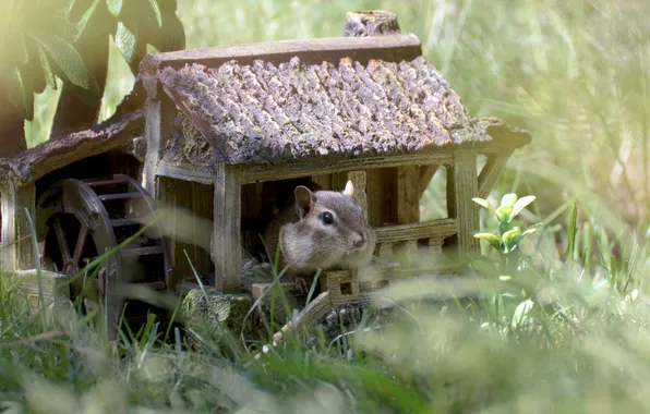 Picture nature, house, chipmunks