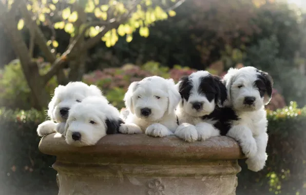 Dogs, puppies, Bobtail, The old English Sheepdog