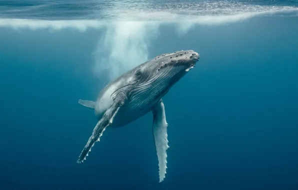 Picture underwater, whales, sea, ocean, fish, Whale, sealife