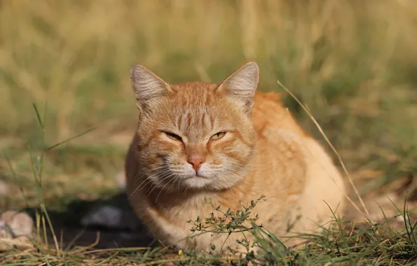 Picture cat, background, cat