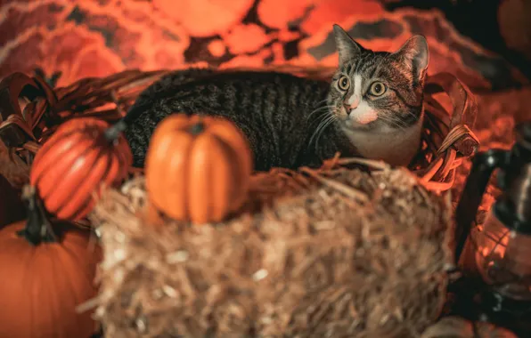 Autumn, cat, cat, look, light, grey, hay, lantern