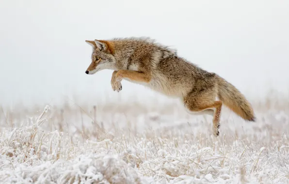 Winter, grass, snow, attack, coyote, jump