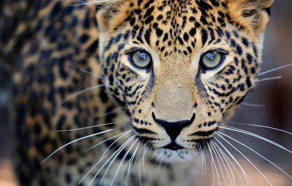 Picture close-up, blur, leopard, wild cat, leopard, animals, nature, bokeh