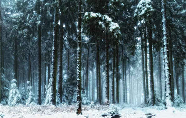 Picture winter, forest, snow, pine