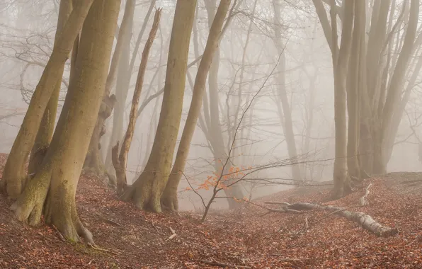 Autumn, forest, nature, fog