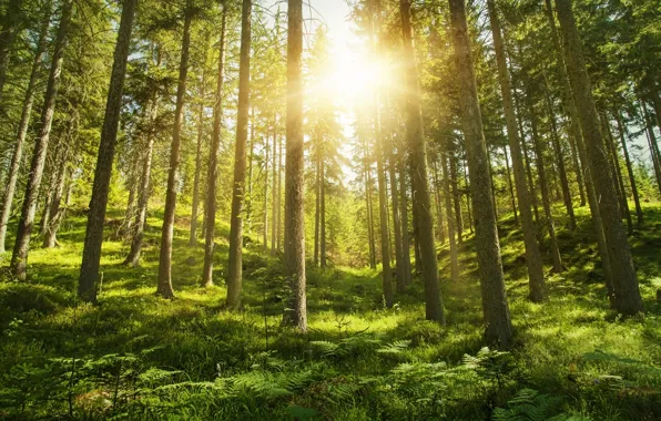 Picture forest, summer, the sun, nature