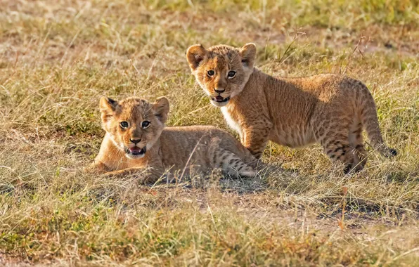 Grass, look, pair, kids, the cubs, a couple, lion, two