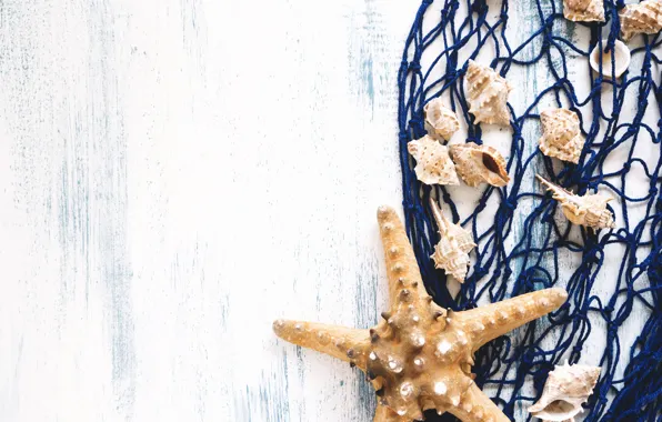 Background, shell, Morska Zvezda, sea