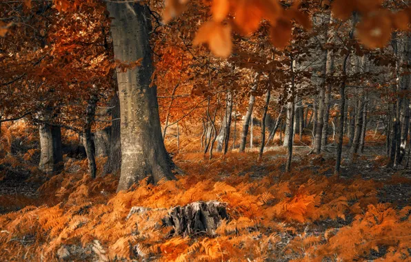 Autumn, forest, leaves, trees, Park, branch, glade, foliage