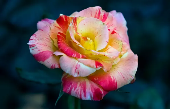 Macro, roses, motley