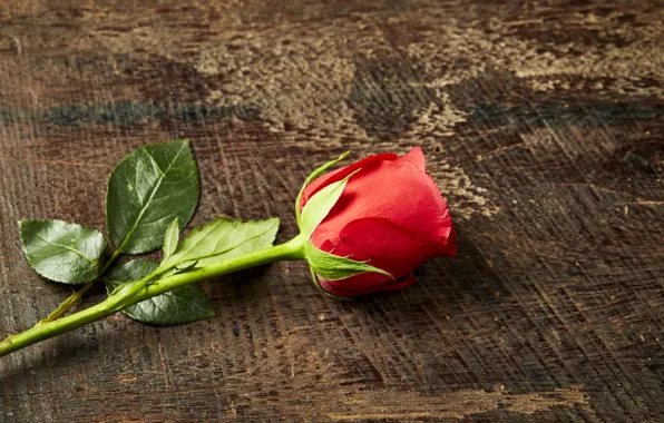 Roses, Bud, red, rose, red rose, wood, romantic, bud