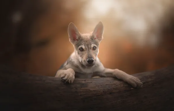 Picture dog, puppy, ears, bokeh, PuppyLove