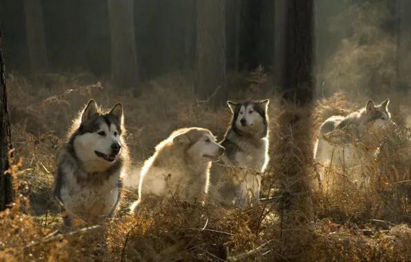 Picture forest, dogs, the sun