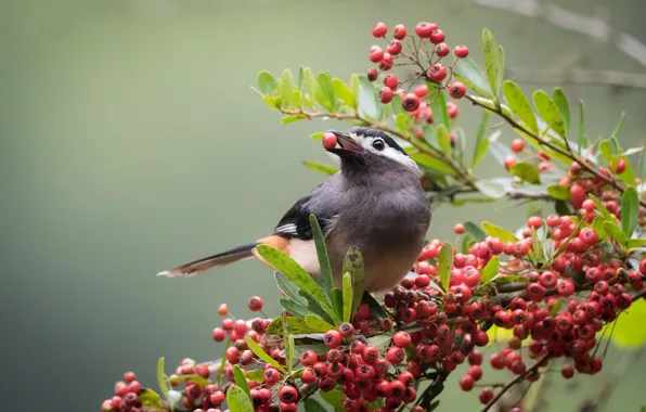 Branches, berries, bird, white ears, color of babbler