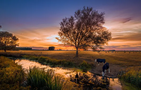 Field, summer, sunset, nature, river, cows