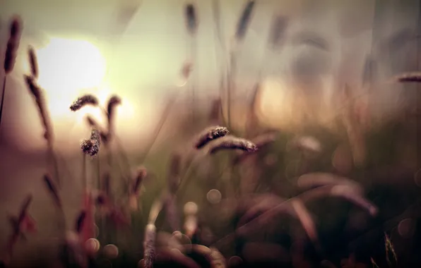 Sunset, blur, weed, sunset