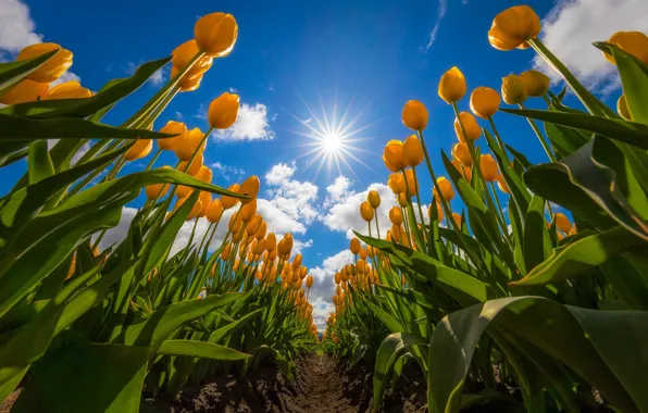 Field, the sky, tulips, yellow tulips