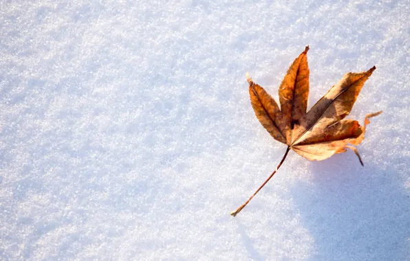 Winter, autumn, leaves, snow, maple, winter, background, autumn