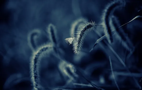 Nature, butterfly, macro, insect