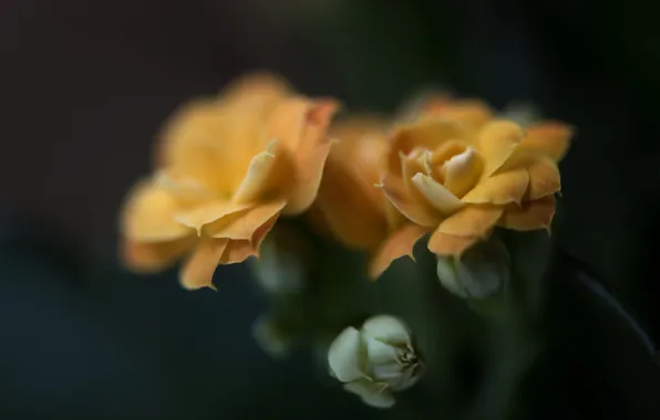 Picture flowers, background, roses