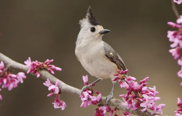 Bird, beautiful, porn, flowers