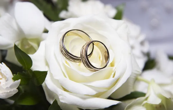 Picture rose, ring, white, wedding