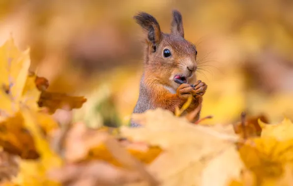 Autumn, foliage, protein, muzzle, seeds, bokeh, meal, autumn leaves