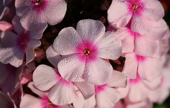 Picture flowers, pink, phloxes. Rosa