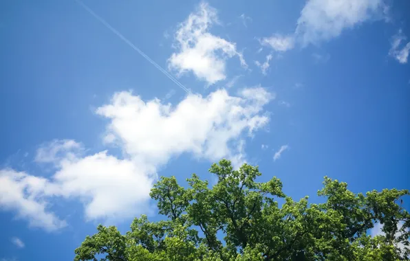 Picture the sky, leaves, tree