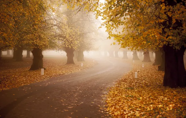 Road, autumn, fog