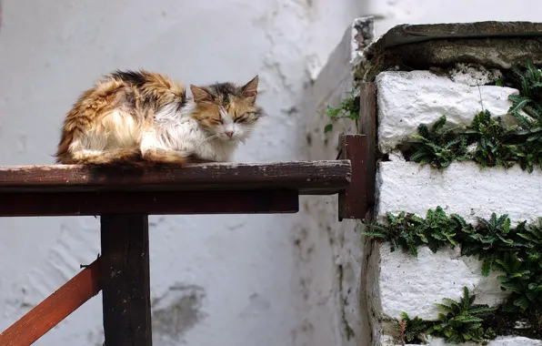 Cat, house, bench