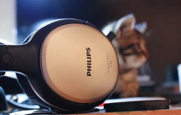 Picture cat, headphones, striped, Phillips