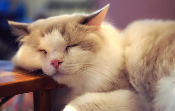 Fluffy, sleeping, Tomcat