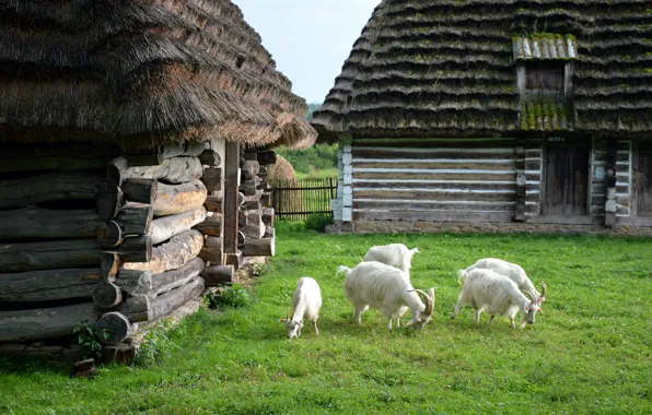 Greens, summer, grass, comfort, house, home, goat, roof