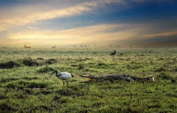 Nature, bird, crocodile