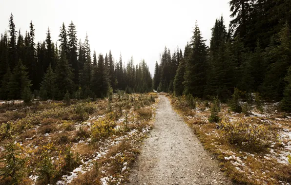 Picture road, autumn, forest