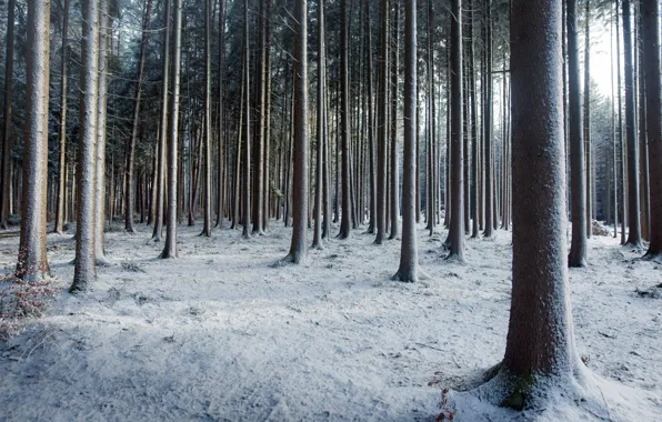 Picture winter, forest, snow