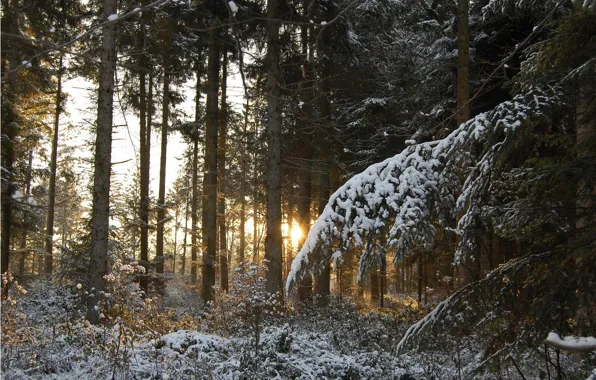 FOREST, SNOW, WINTER, NEEDLES, SUNSET, LIGHT, TREES, BRANCHES