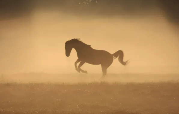 Picture fog, Rosa, horse, horse, morning