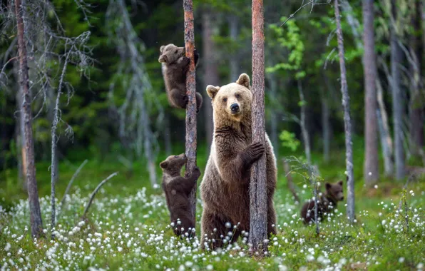 Forest, trees, glade, bear, bear, walk, cub, brown bear