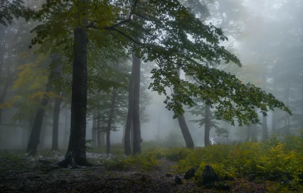 Autumn, forest, trees, branches, nature, fog, stones, foliage