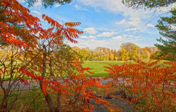 Picture autumn, leaves, Park, the crimson