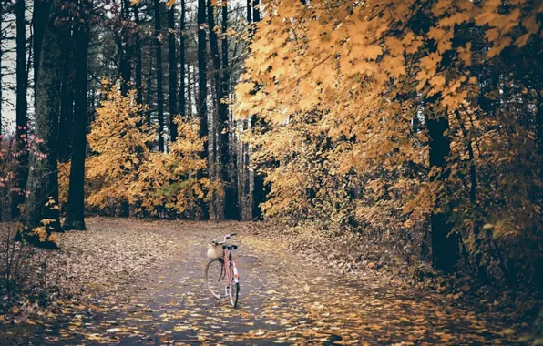 Picture autumn, bike, Park