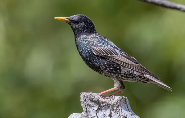 Picture birds, stump, Starling