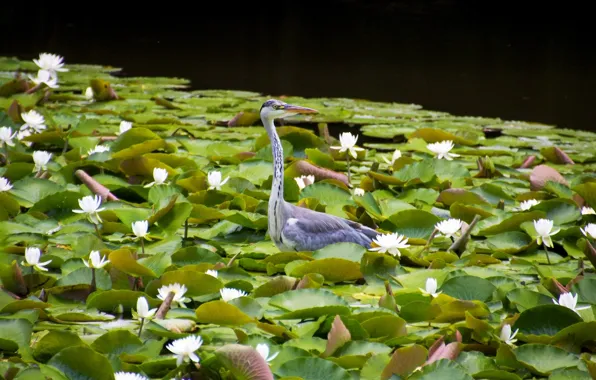Picture leaves, bird, water lilies, water lilies, Grey Heron