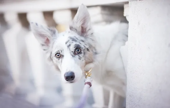 Picture dog, spot, bokeh